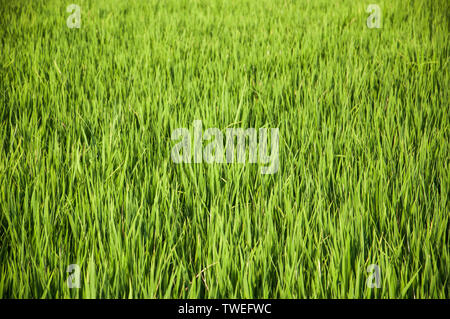 Maros, Indonesia - June 2018 : Young paddy plant on the rice field. Stock Photo