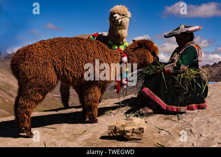 Cusco, Peru. 02nd May, 2019. On Vinicunca a Peruvian woman in traditional clothing feeds alpacas. She poses as a model for tourists. Credit: Tino Plunert/dpa-Zentralbild/ZB/dpa/Alamy Live News Stock Photo
