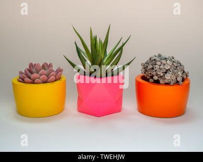 Beautiful various geometric concrete planters with cactus, flower and succulent plant isolated on white background. Colorful painted concrete pots for Stock Photo