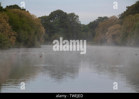 Hammer Pond in early morning mist Stock Photo