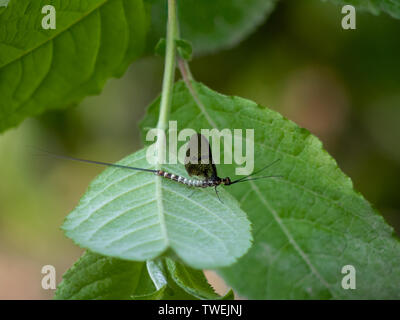 Mayfly, male Ephemera danica, on leaf. Stock Photo