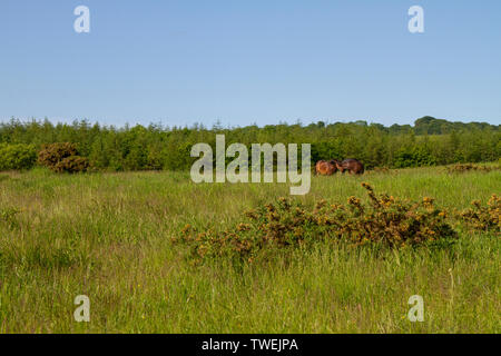 Exmoor ponies grazing on Daisy Hill Nature Reserve Stock Photo