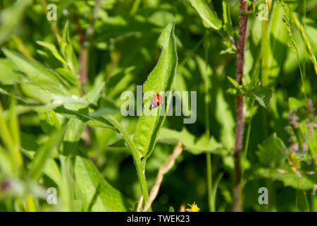 Five-spot ladybird on leaf in wildflower meadow Stock Photo