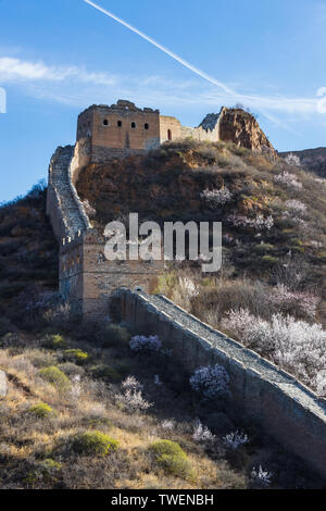 April Jinshan Mountains Great Wall apricot flowers in full bloom Stock Photo