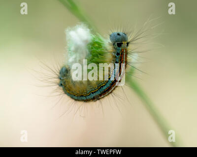 Lackey moth caterpillar macro. Malacosoma neustria on grass seedhead. Blue face, bright stripes. Stock Photo