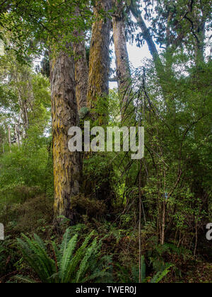 A grove of Dacrydium cupressinum rimu,  and juvenile lancewood Pseudopanax crassifolius horoeka, Paterson Inlet, Stewart Island Rakiura, New Zealand Stock Photo