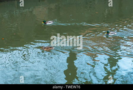 Drakes and duck are floating on the river in Gdansk, Poland Stock Photo