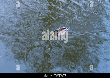 Drake floating on the river in Gdansk, Poland Stock Photo