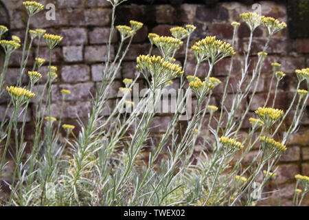 curry leaf plant in the garden, also known as sweet neem, closeup view  taken from above, soil in the background Stock Photo - Alamy