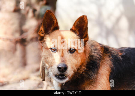 Beautiful mutt with gentle brown eyes looking directly at camera. Blurred background with copy space. Stock Photo