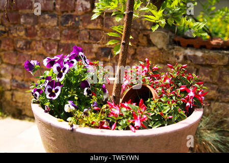View on clay pot with small birch tree and pansies flowers on terrace of german garden with weathered old brick wall background in bright summer sun l Stock Photo