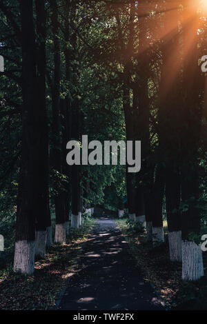 Alleyway between trees. Beautiful park path with sunshine. Going for walk outside in summer, spring. Scenic road through nature. Hiking, camping trail. Serene, calm atmosphere outdoors Stock Photo