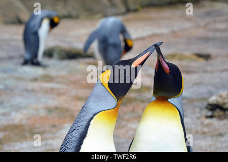 King Penguins at Birdland Park and Gardens in Bourton-on-the-Water, Gloucestershire, UK Stock Photo