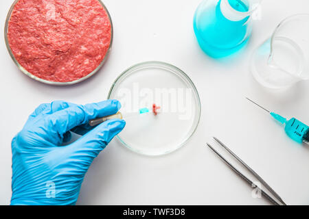 Laboratory studies of meat. Minced meat in Petri dish under the supervision of a scientist in gloves. View from above. Chemical experiment. Stock Photo