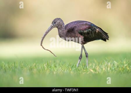 Glossy Ibis; Plegadis falcinellus; With Worm; Cornwall; UK Stock Photo