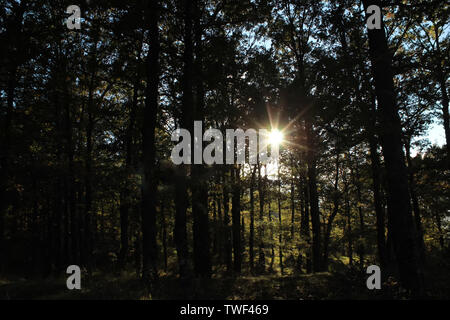 the sun looks out from behind a branch in a dark forest, beautiful autumn light. Beautifil landscape of Pollino national park, a wide natural reserve Stock Photo