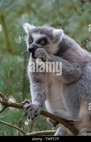 Ring-tailed lemur or Lemur catta eating while in a tree. Stock Photo