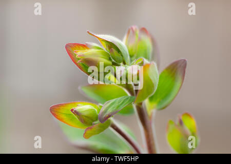 Flower buds on an Aquilegia plant. Stock Photo