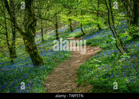 A winding path through Bluebells in the ancient woodland of The Outwoods which is one of the oldest surviving woodland sites in Charnwood. Stock Photo