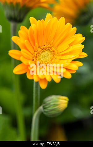Close up of Gerbera Garvinea 'Sweet Honey' bloom flowering in an English garden, UK Stock Photo