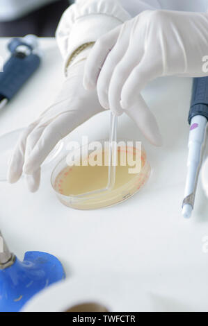 Close-up of an anonymous gloved pair of hands preparing a petri dish in a laboratory. Stock Photo