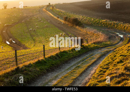 Early spring on the South Downs in West Sussex. Stock Photo