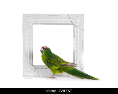 Cute young bright yellow / green Red crowned Kakariki bird. Standing side ways in front of white photo frame. Isolated on white background. Stock Photo