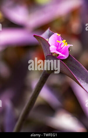 Close-up of a May Tradescantia pallida, Setcreasea purpurea, Wandering Jew, Purple Heart or Purple Queen flower