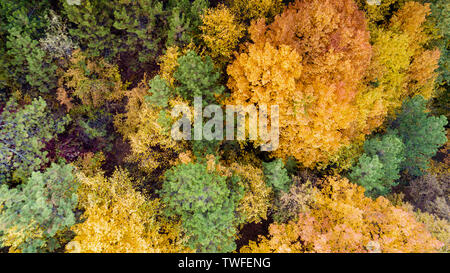 Aerial view of colorful forest at sunset, in autumn day Stock Photo