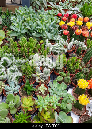 Collection of various multicolored succulent plants. Stock Photo