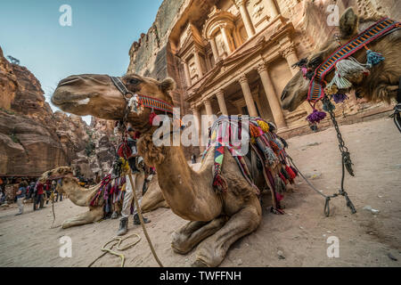 Camels rest in front of the imposing facade of Al Kazneh in Petra in Jordan. Stock Photo