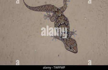 turners gecko, Kruger National Park Stock Photo