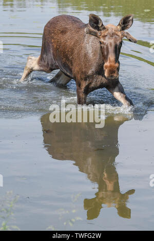 Kleptow, Germany. 19th June, 2019. The one year old moose bull Juri walks through a pond in the game enclosure of Thomas Golz, owner of the game enclosure Golz moose and reindeer farm. Credit: Patrick Pleul/dpa-Zentralbild/ZB/dpa/Alamy Live News Stock Photo