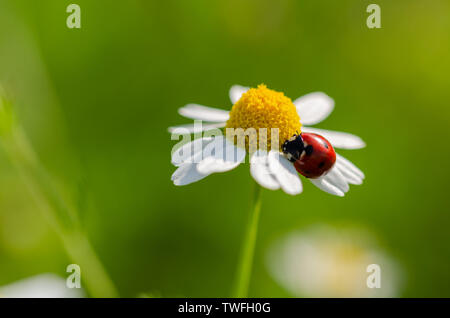 The ladybird sits on a camomile flower.Selective focus and green grass background. Stock Photo