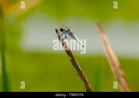 Close up of great dragon fly, it is sitting on the tall leaf Stock Photo