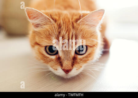 Ginger cat sitting on floor in living room and looking at camera. Close up Stock Photo