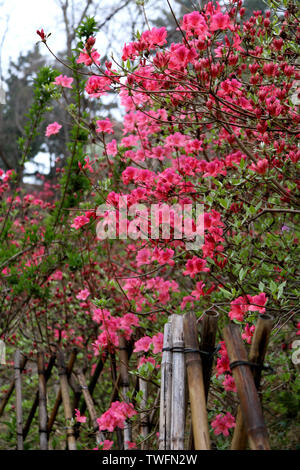 Rhododendron is red. Stock Photo