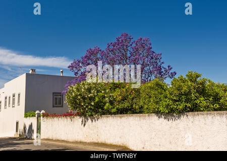 old house and a Jacaranda mimosifolia tree in Tavira, Algarve, Portugal, Stock Photo