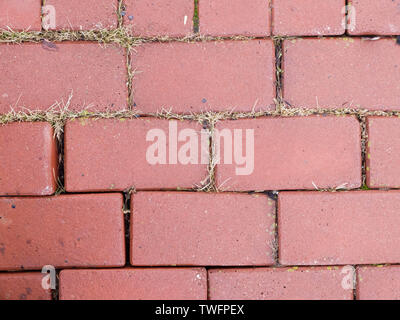 Grass grows through pavement of the sidewalk Stock Photo
