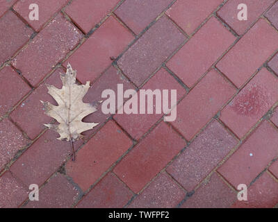 Dried fallen leaf on the red sidewalk paving Stock Photo