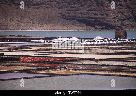 Lanzarote - Salinas de Janubio: Panoramic view over artificial pools for salt extraction from atlantic ocean Stock Photo