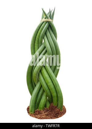 decorative spit of plant shoots of Sansevieria cylindrica on white background Stock Photo