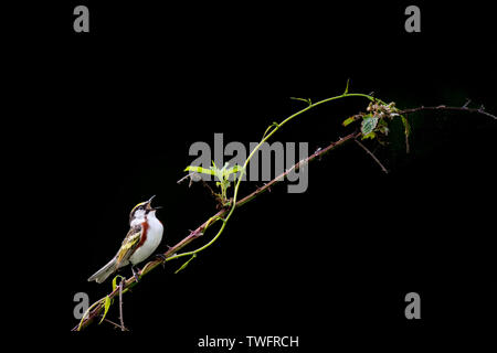 Chestnut-Sided Warbler perched on a thorny branch singing loudly with a solid black background. Stock Photo
