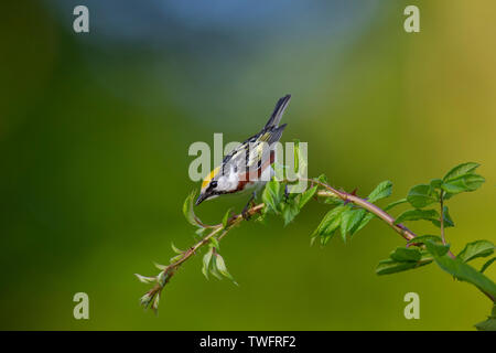 A vibrant Chestnut-sided Warbler perched on a thorny branch with a colorful background in the soft sunlight. Stock Photo
