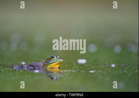 A large frog sits in shallow water with its reflection showing with a smooth green background in soft overcast light. Stock Photo