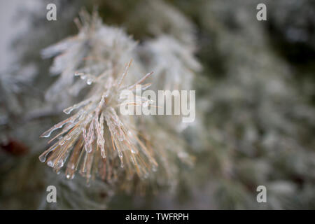 A branch of brown pine needles encased in ice on a cold winter day. Stock Photo