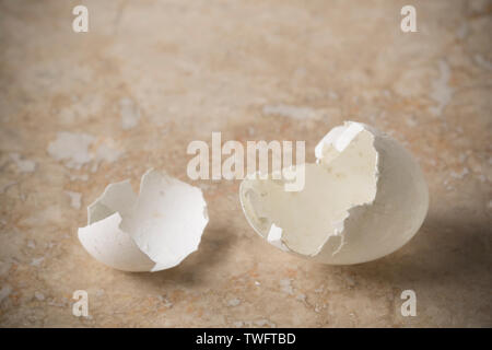 The empty hatched egg of a woodpigeon, Columba palumbus, that was found on the pavement underneath the nest the bird had made near a busy road. Woodpi Stock Photo