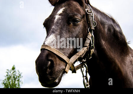 The head of a black horse with a white spot on his forehead in a harness against the sky. Close-up Stock Photo