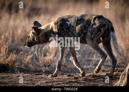 Male African wild dog walking Stock Photo