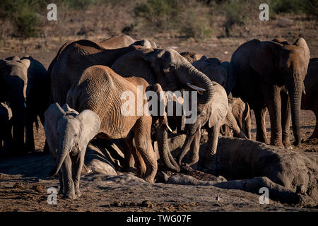 A herd of elephants gathered around a small pool of mud